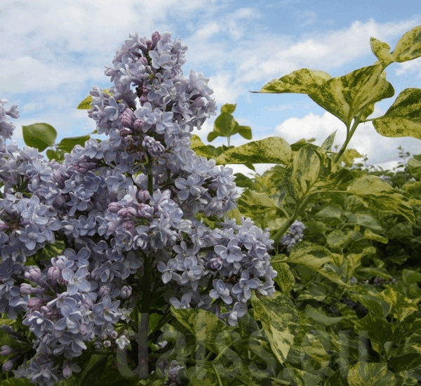 Syringa vulg. 'Aucubaefolia', 20 - 30 cm
