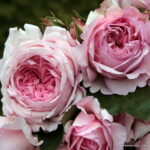 ROSA KORDES 2L Alexandra®-Princesse de Luxembourg - Image 2
