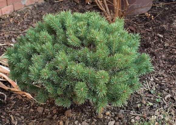 Pinus sylvestris 'Beuvronensis' 20 - 30 cm - 642ca40ecfb379c3246440b2537597e8 1