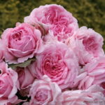 ROSA KORDES 2L Alexandra®-Princesse de Luxembourg - Image 3