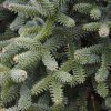 Abies pinsapo 'Kelleris' - Kontejner 10 l, v. 50-60 cm