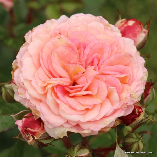 ROSA KORDES 2L Amaretto® - Amaretto 1kursSLsUYWiwN