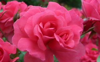ROSA KORDES 2L Bad Birnbach® - Bad Birnbach 7