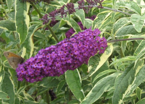 Buddleja dav. 'Harlequin' 20 - 30 cm - Buddelja davidii Harlequin