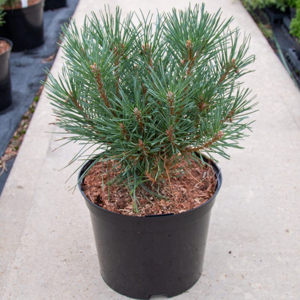 Pinus sylvestris 'Chantry Bleu' - Chantry blue 3 960x960 1