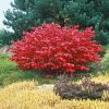 Euonymus alatus 'Compactus' - Kontejner C15L, v. 60-80 CM