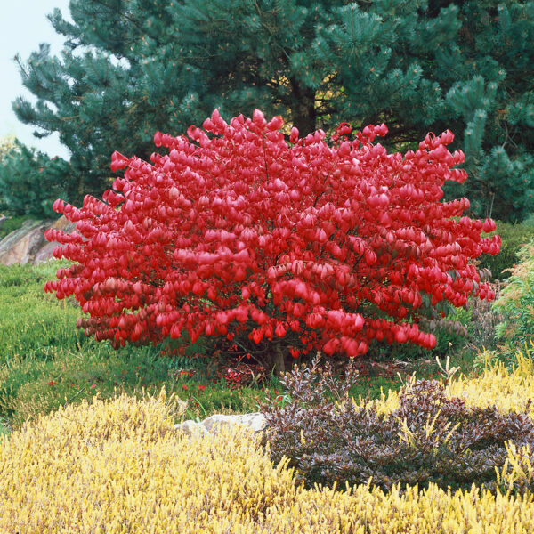 Euonymus alatus 'Compactus'