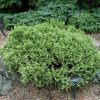 Chamaecyparis pisifera 'White Pygmy' - C1,5 l, v. 10-15 cm