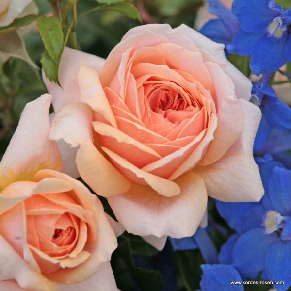 ROSA KORDES 2L Garden of Roses® - Garden of Roses 1