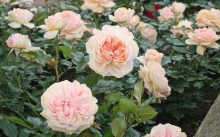 ROSA KORDES 2L Garden of Roses® - Garden of Roses 3kDCDQGskKXxi5