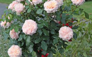 ROSA KORDES 2L Garden of Roses® - Garden of Roses 4pGOFDx1WIY2nU