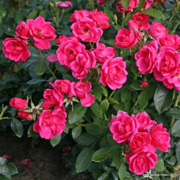 ROSA KORDES 2L Gartenfreund® - Gartenfreund 2