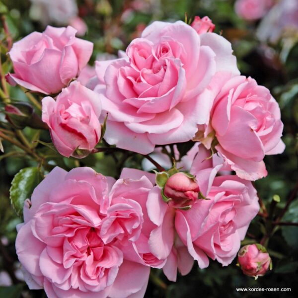 ROSA KORDES 2L Home & Garden® - Home und Garden 1