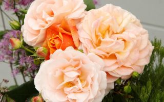 ROSA KORDES 2L Impala® - Impala 06