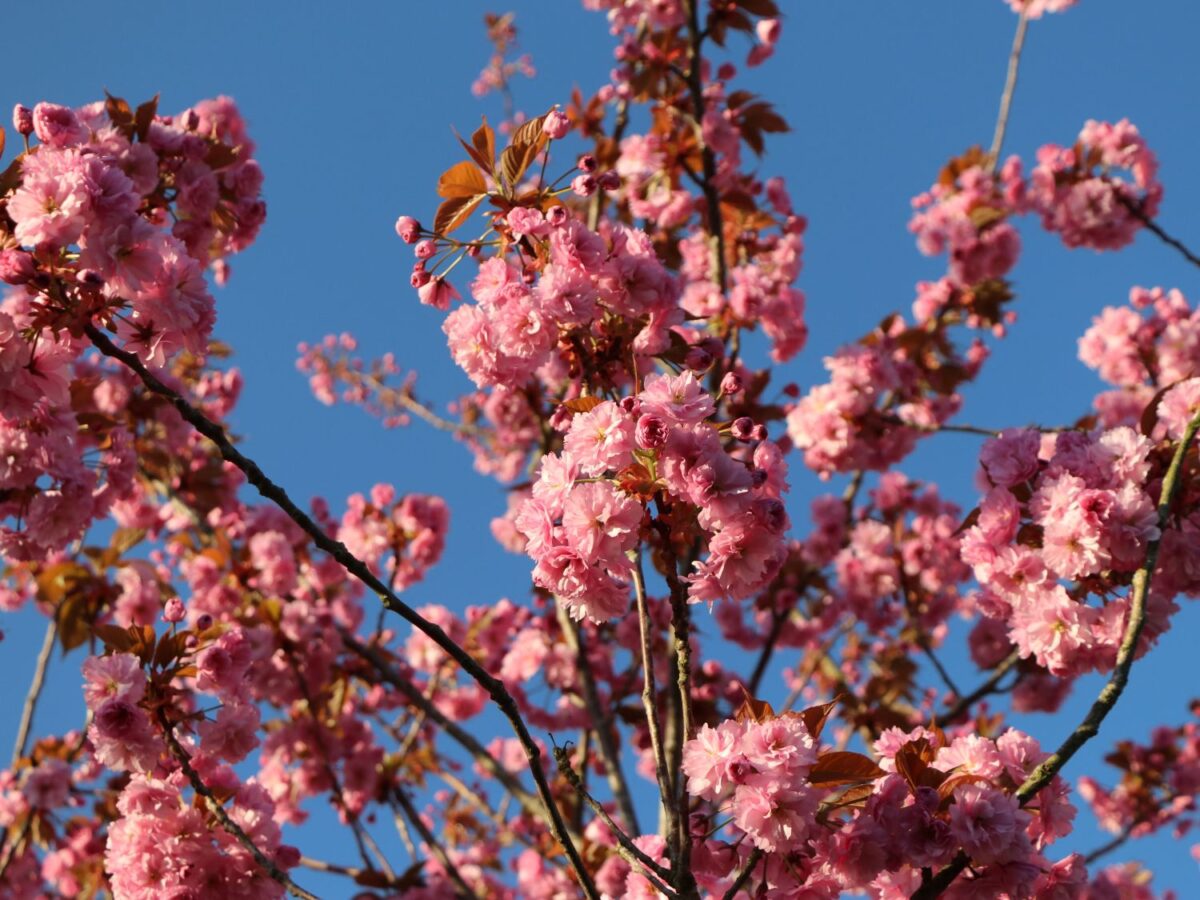 Prunus serrulata 'Kanzan' - Image 2
