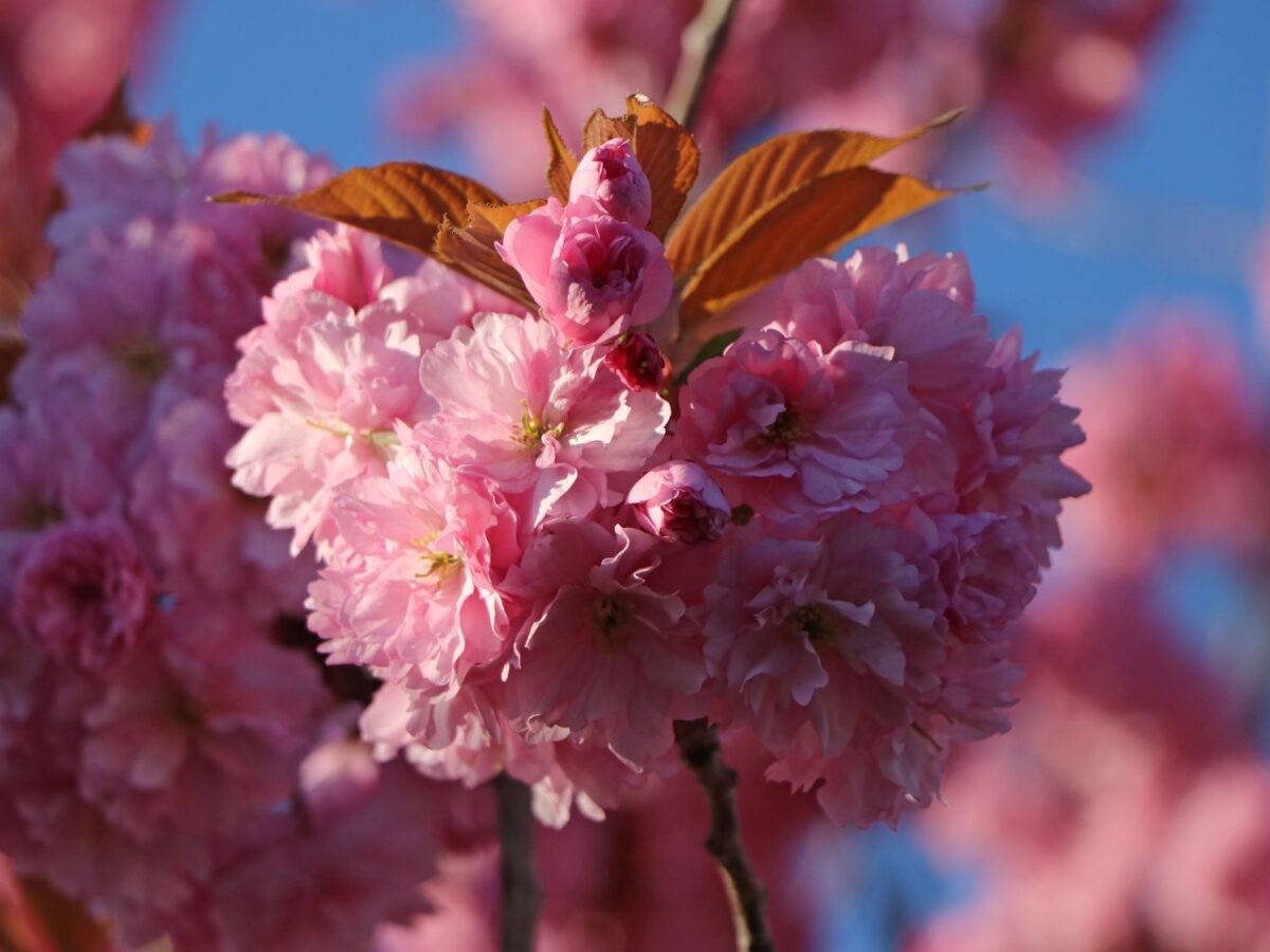 Prunus serrulata 'Kanzan' - Image 3