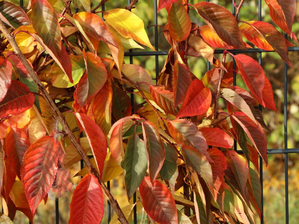 Prunus serrulata 'Kanzan' - Image 4