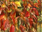 Prunus serrulata 'Kanzan' - Image 4