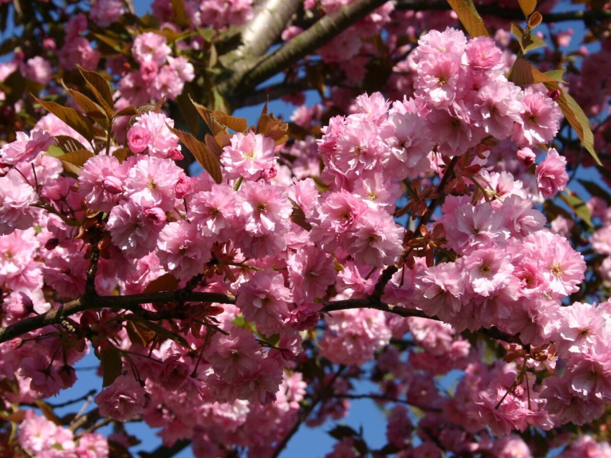 Prunus serrulata 'Kanzan' - Image 5