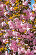 Prunus serrulata 'Kanzan' - Image 7