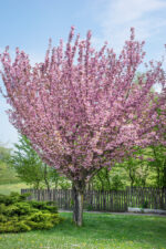 Prunus serrulata 'Kanzan' - Image 6