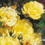 ROSA KORDES 2L Lichtkönigin Lucia® - Image 2