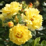 ROSA KORDES 2L Lichtkönigin Lucia® - Image 3