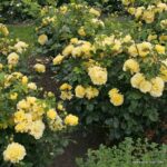 ROSA KORDES 2L Lichtkönigin Lucia® - Image 4