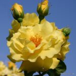 ROSA KORDES 2L Lichtkönigin Lucia®