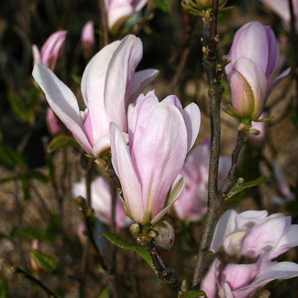 Magnolia 'George Henry Kern' - Magnolia George Henry Kern Flowers 1597cc4f 12be 47e7 aadd 4868dbd225f5 1