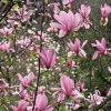 Magnolia 'Ricki' - Kontejner 5 l, v. 40-50 cm