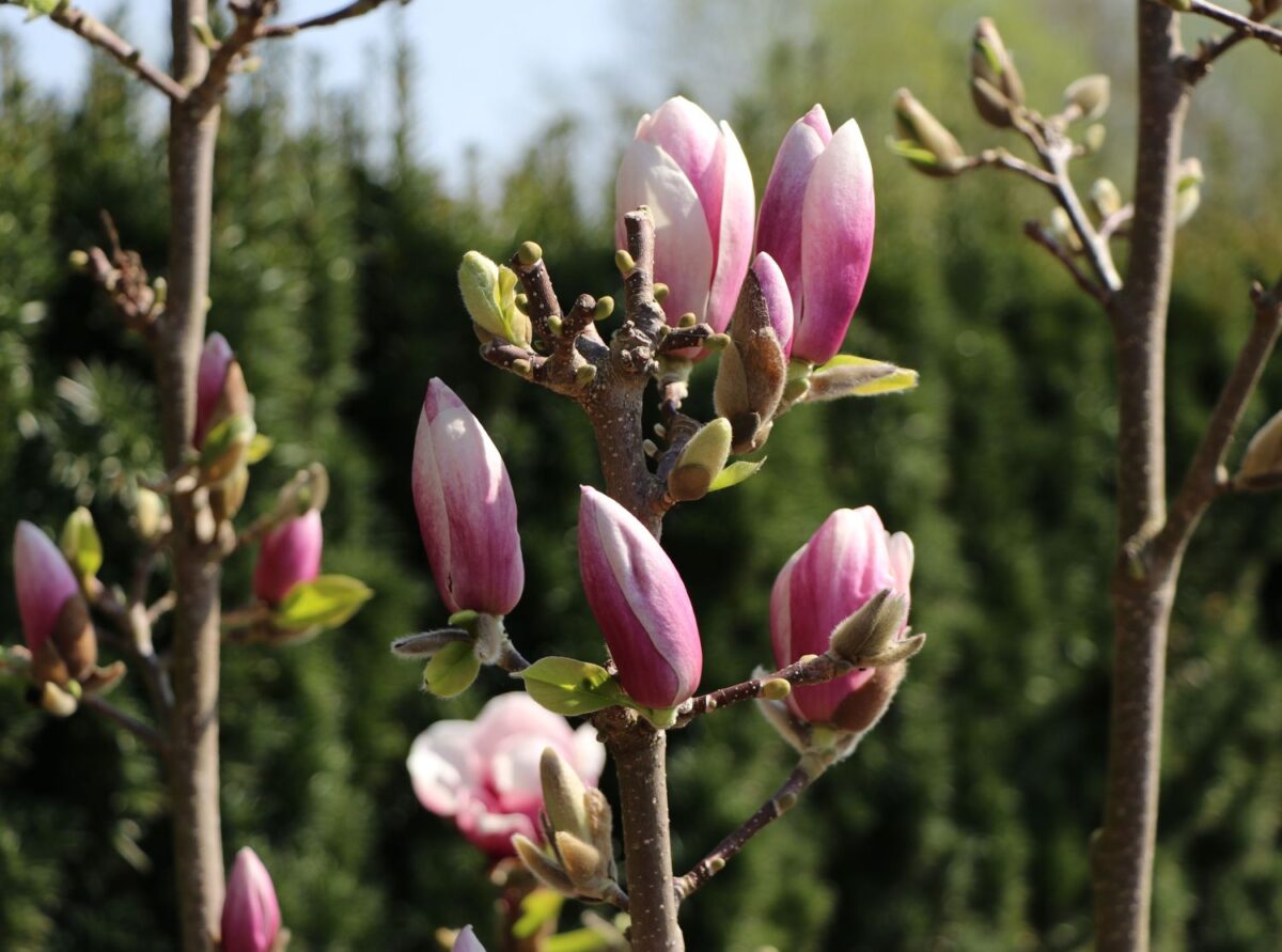 Magnolia 'Satisfaction'® - Image 2