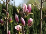Magnolia 'Satisfaction'® - Image 2