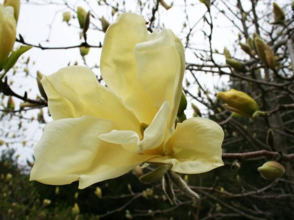 Magnolia 'Yellow Lantern' 50 - 60 cm - Magnolia yellow Lantern 1200x900 1
