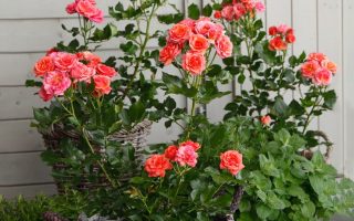 ROSA KORDES 2L Mandarin® - Mandarin 5