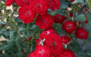 ROSA KORDES 2L Mandy® - Mandy 2