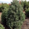 Pinus mugo 'Columnaris' - Kontejner 10 l, v. 30-40 cm