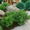Pinus mugo 'Mughus' - C2,5L-v. 15-20 cm