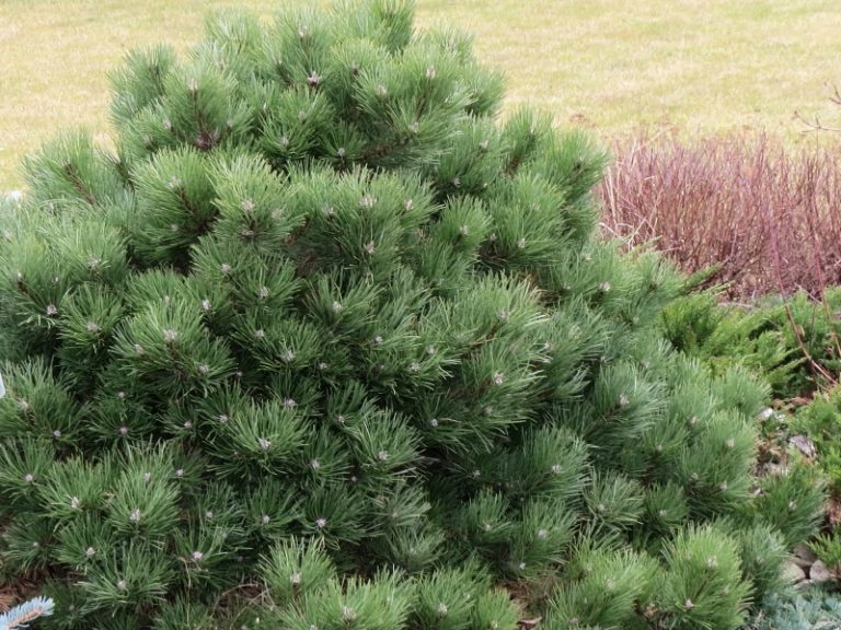Pinus nigra 'Helga' 20 - 30 cm - Pinus nigra Helga 768x576 1