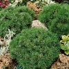 Pinus uncinata 'Grüne Welle' - Kontejner 3 l, v. 10-15 cm