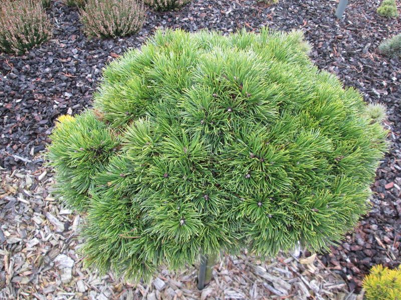 Pinus uncinata 'Grüne Welle' - PinusmugoGruneWelle2 402