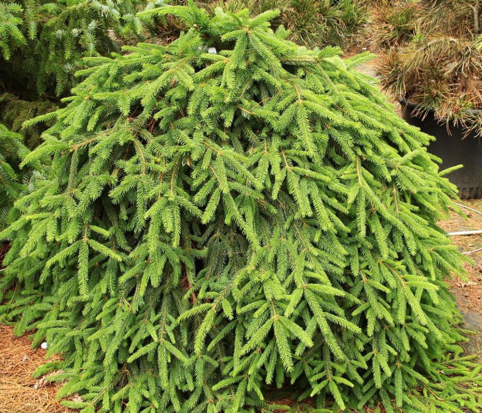 Picea abies 'Formanek' 40 - 60 cm - Specimen 1419 Picea abies Formanek 86802.1443675685.1280.1280 e1549970997281 960x821 1