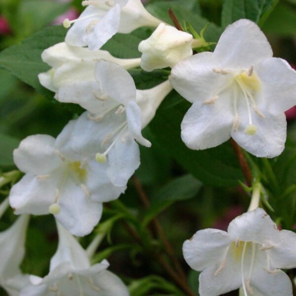 Weigela 'Bristol Snowflake' 20 - 30 cm