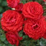 ROSA KORDES 2L, Zwergenfee '09® - Image 2