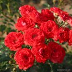 ROSA KORDES 2L, Zwergenfee '09® - Image 3