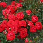 ROSA KORDES 2L, Zwergenfee '09® - Image 4