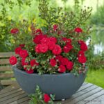ROSA KORDES 2L, Zwergenfee '09®