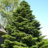 Abies koreana - C7,5L 60-80 CM