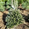 Abies x koreocarpa 'Discus' - C7,5L, v. 30-40 CM