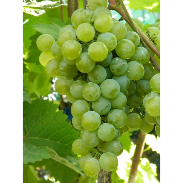 Vitis vinifera 'Římský' - bílé 20 KM